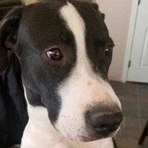 Meet your Posher, Shannon